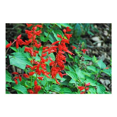 EP SALVIA SPLENDENS DESSERT RED TS076