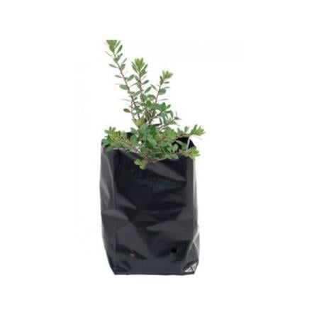 POLY BAG 0909 TRIO TT004 2.5X12X26CM BLK