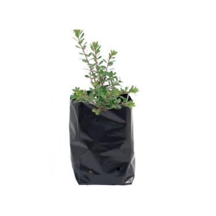 POLY BAG 1212 TRIO TT006 2.5X17X17CM BLK