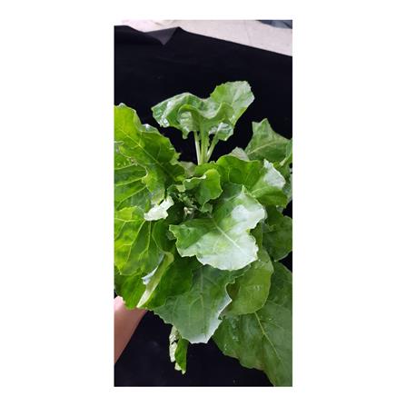 BABA VE-013 TYPE B CHINESE K.CURLY LEAF