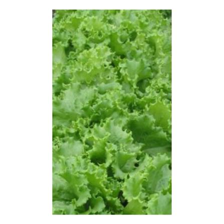 BABA VE-025 LION HEAD LETTUCE