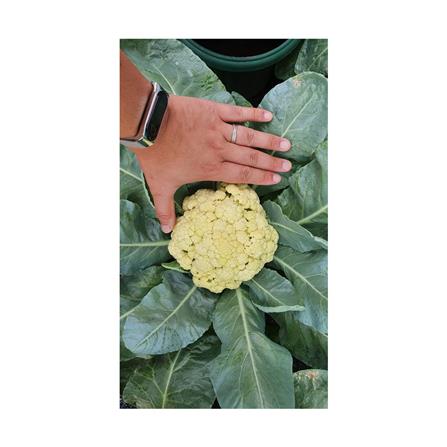 BABA VE-026 F1 HYBD CAULIFLOWER LOWLAND