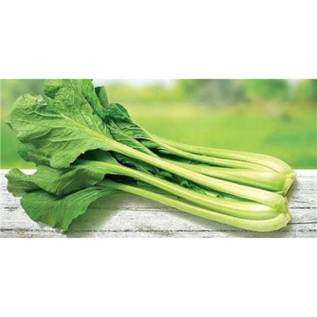 BABA VE-006 HK D.GREEN BIG STEM CHOY SUM