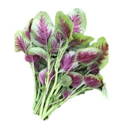 BABA VE-008 LOCAL RED ROUND AMARANTH