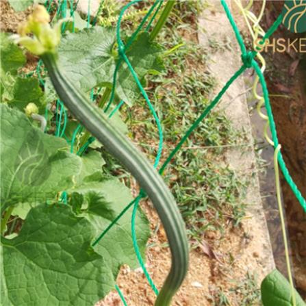 BABA VE-021 F1 HYBD GRADE A LONG LOO FAH SEEDS