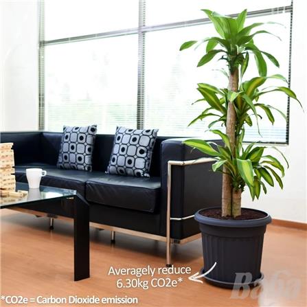 BABA RD-310 POT ZEN BROWN