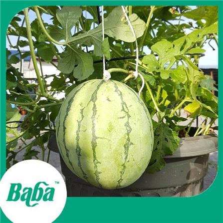 BABA VE-040 F1 WATERMELON SEEDS
