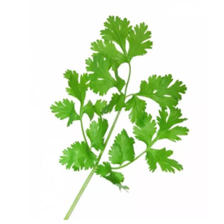 TRIO EP HERBS SEEDS CORINDER