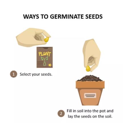 TRIO EP HERBS SEEDS CORINDER