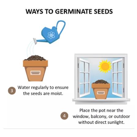 TRIO EP HERBS SEEDS CORINDER