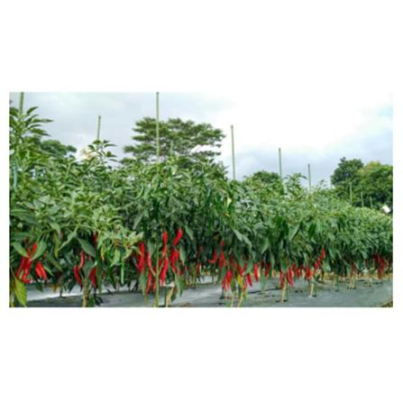 TAKIRON PLANT STAKE 11MM X 1200MM