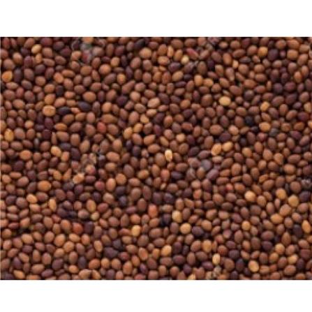 TRIO EP HERBS SEEDS MARJORAM