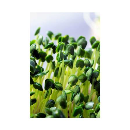 TRIO EP MICROGREEN KALE