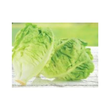 BABA VE-052 COS LETTUCE
