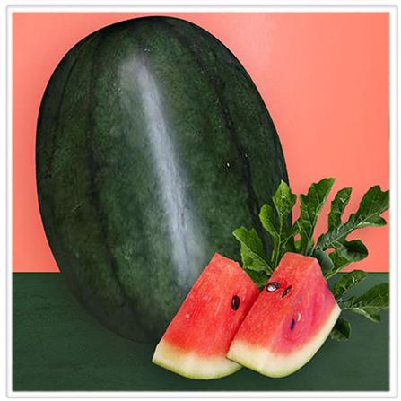 BABA SMART GROW SEED: VE-055 ICE BOX WATERMELON