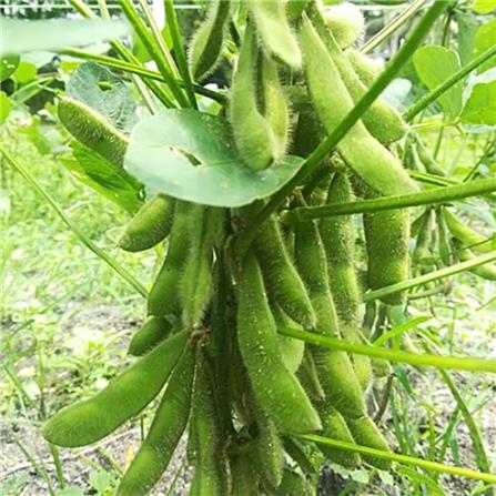BABA VE-057 EDAMAME