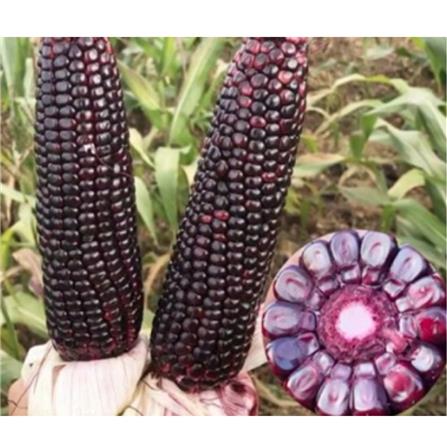 BABA VE-064 F1 PURPLE SWEET CORN