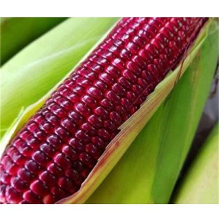BABA VE-064 F1 PURPLE SWEET CORN