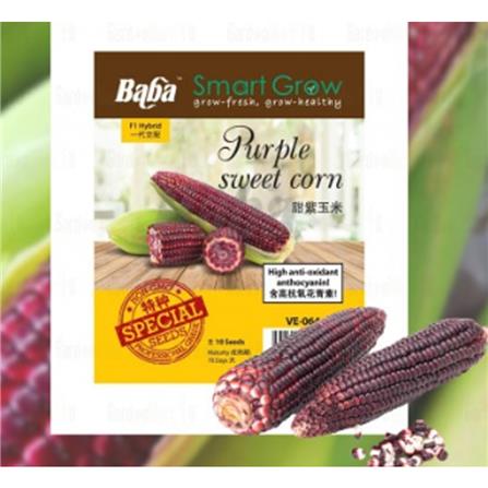 BABA VE-064 F1 PURPLE SWEET CORN