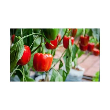 BABA VE-018 LOWLAND CAPSICUM