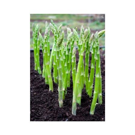 BABA VE-063 F1 ASPARAGUS