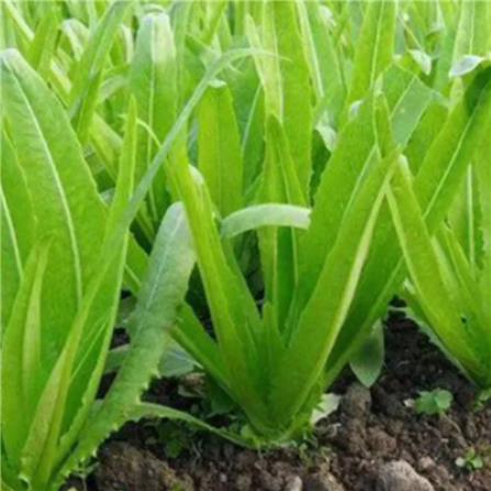 BABA VE-065 SPECIAL CELTUCE