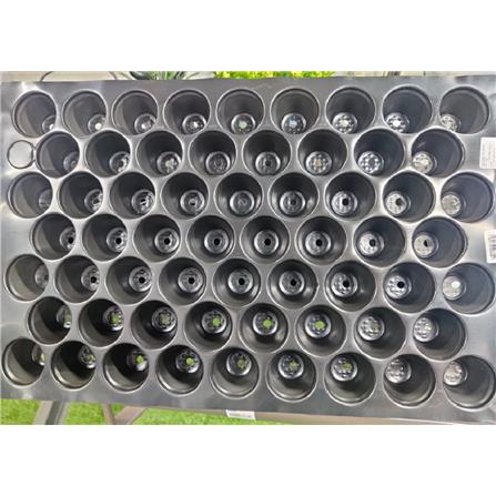 SEEDLING TRAY 60-CELL BLACK