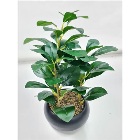 CL BEAN LEAVES POTTED PLANT GP506