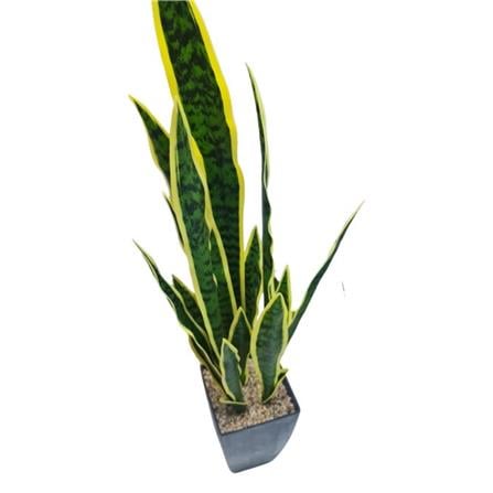 CL SNAKE  POTTED PLANT GP523