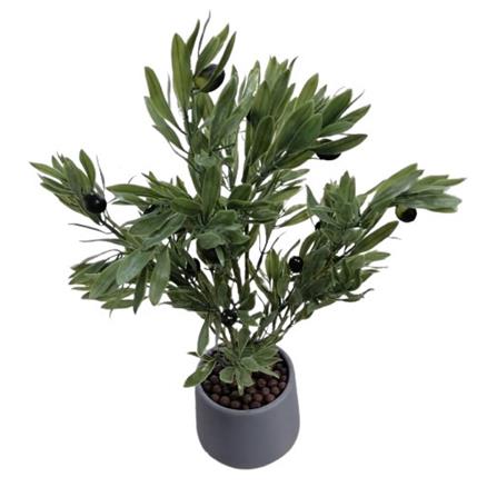 CL OLIVE POTTED PLANT GP511