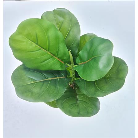 CL FICUS LYRATA POTTED PLANT GP508