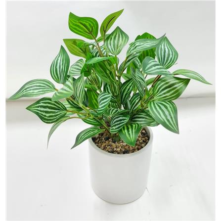 CL ARROWHEAD POTTED PLANT GP500