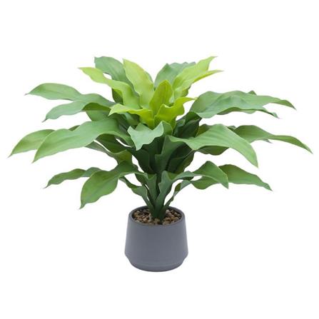 CL BRAZILIAN WOOD  POTTED PLANT GP512