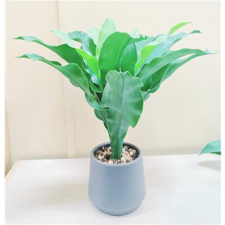 CL BRAZILIAN WOOD  POTTED PLANT GP512
