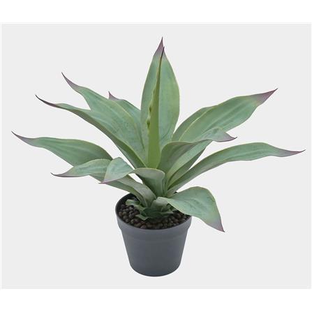 CL AGAVE PLANTS  POTTED PLANT GP513