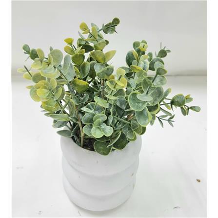 CL EUCALYPTUS  POTTED PLANT GP503