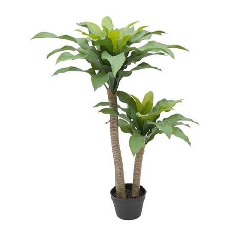 CL YUCCA ELPAHANTIPES POTTED PLANT GP604