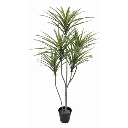 CL DRACAENA MARGINATA POTTED PLANT GP601