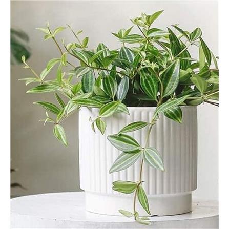 CL STRIPED CERAMIC POT GQ134-WE H14.5CM
