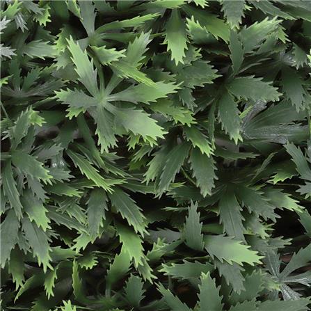 EXPANDING TRELLIS ME LIVING HASH 200X100CM [EXCLUSIVE FROM HOMEPRO THAILAND]