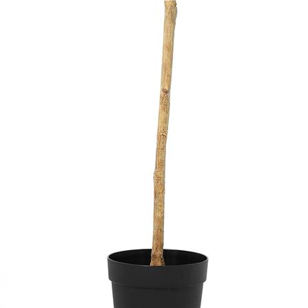 ARTIFICIAL PLANT SPRING EUCALYPTUS 178CM [EXCLUSIVE FROM HOMEPRO THAILAND]