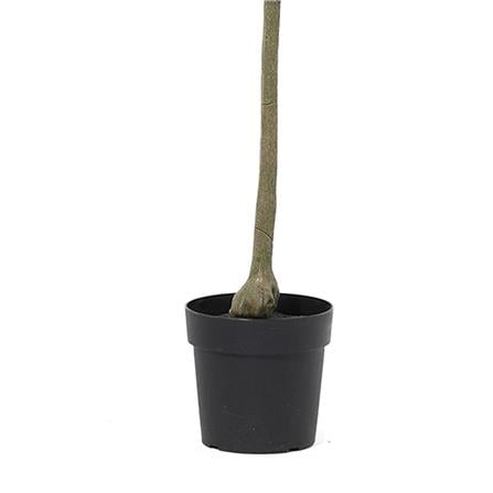 ARTIFICIAL PLANT SPRING OLIVE TREE 169CM [EXCLUSIVE FROM HOMEPRO THAILAND]