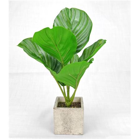 CL CALATHEA ORBIFOLIA POTTED PLANT GP540
