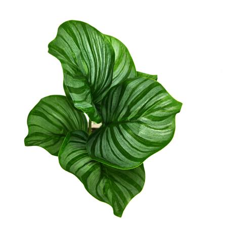 CL CALATHEA ORBIFOLIA POTTED PLANT GP540