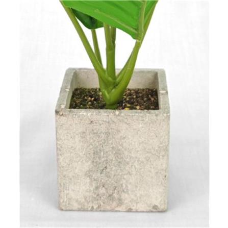 CL CALATHEA ORBIFOLIA POTTED PLANT GP540