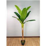 CL BANANA PALM TREE 165CM GP623