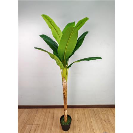 CL BANANA PALM TREE 165CM GP623
