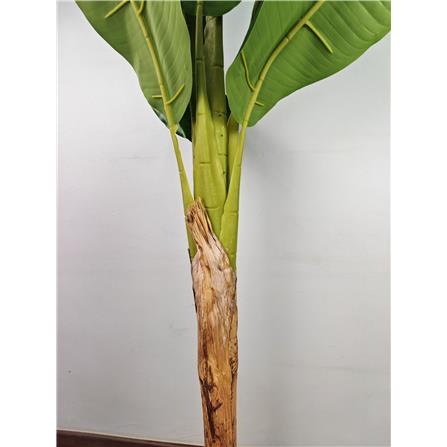 CL BANANA PALM TREE 165CM GP623