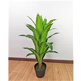 CL DRACAENA BRAZIL TREE 85CM GP621