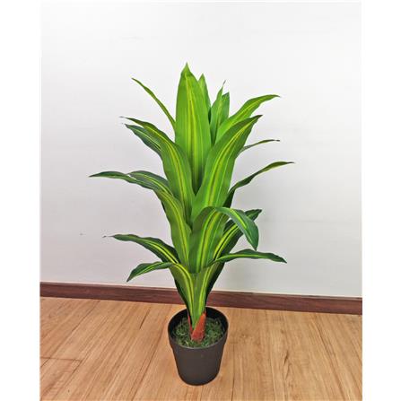 CL DRACAENA BRAZIL TREE 85CM GP621
